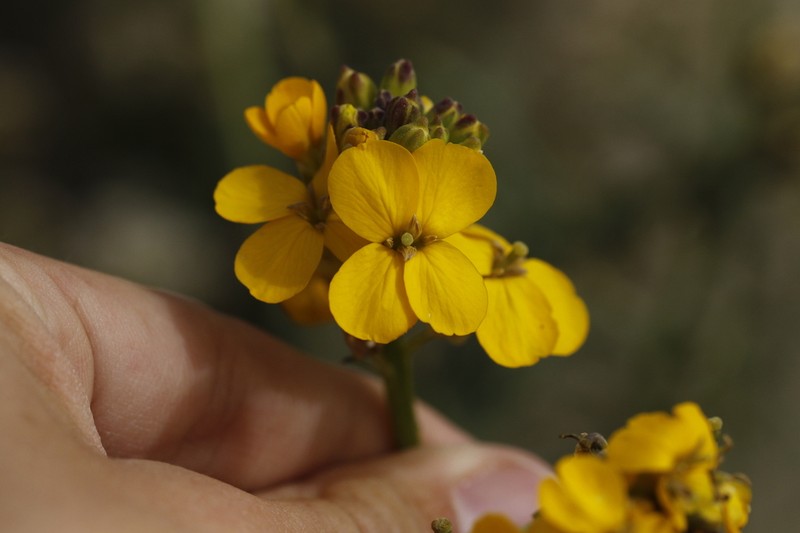 Erysimum suffrutescens photo 8