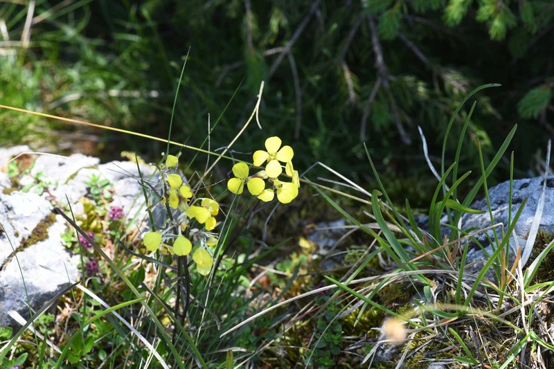 Erysimum sylvestre subsp. sylvestre