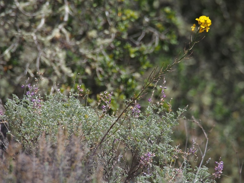 Santa Cruz Wallflower