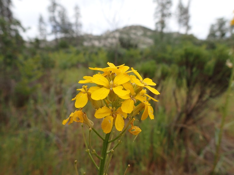 Santa Cruz Wallflower photo 2
