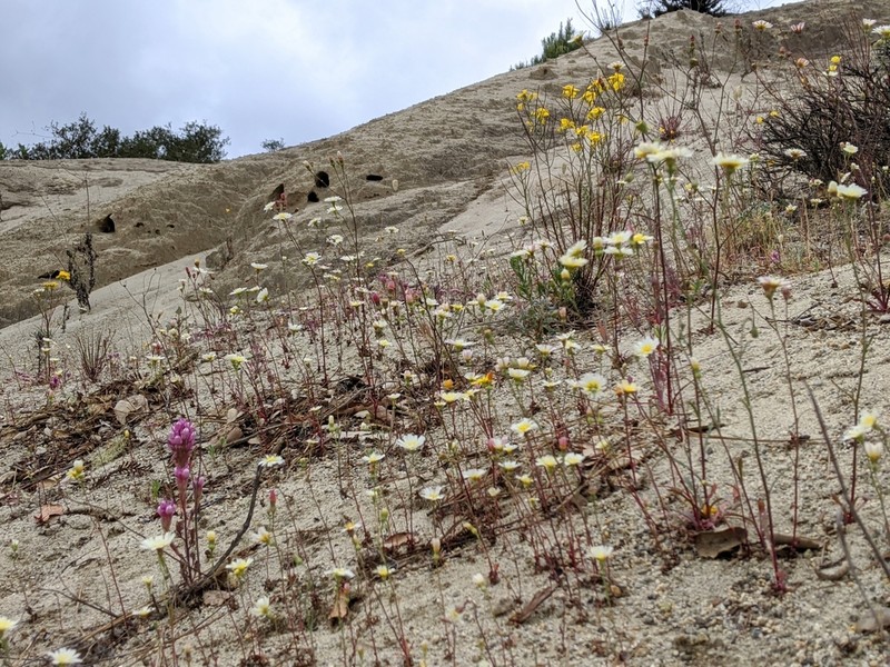 Santa Cruz Wallflower photo 3