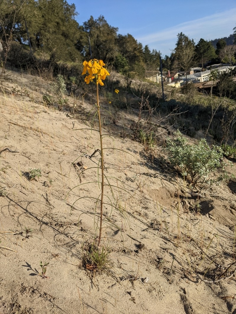 Santa Cruz Wallflower photo 4
