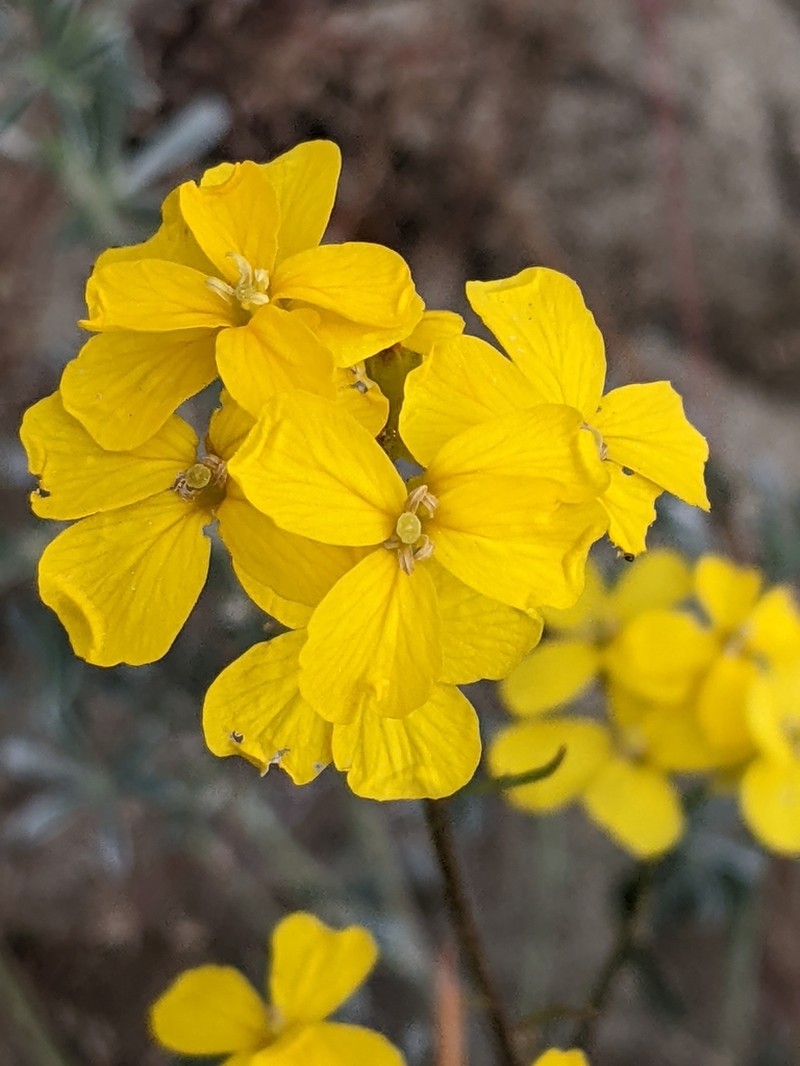 Santa Cruz Wallflower photo 5