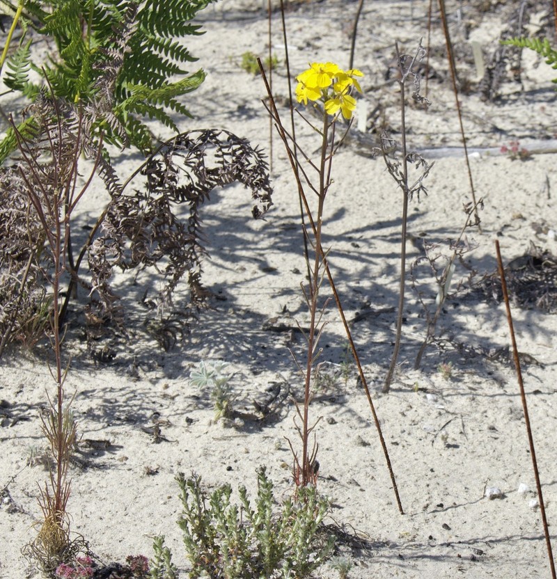 Santa Cruz Wallflower photo 6