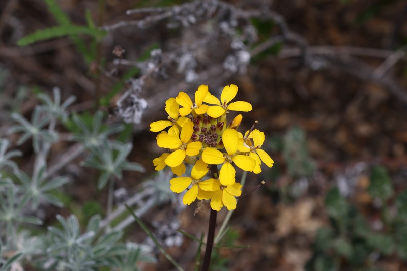 Santa Cruz Wallflower photo 7