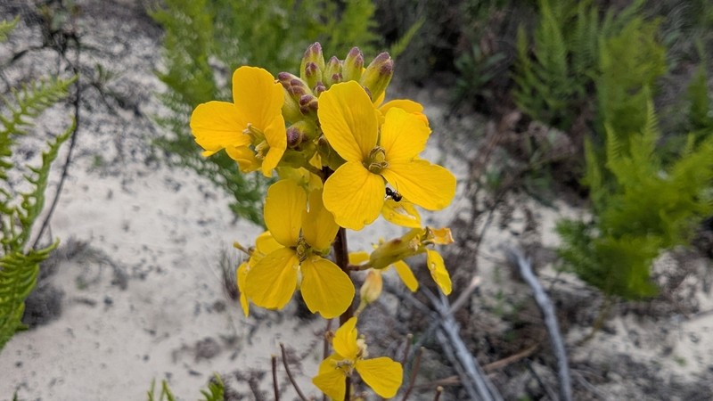 Santa Cruz Wallflower photo 8