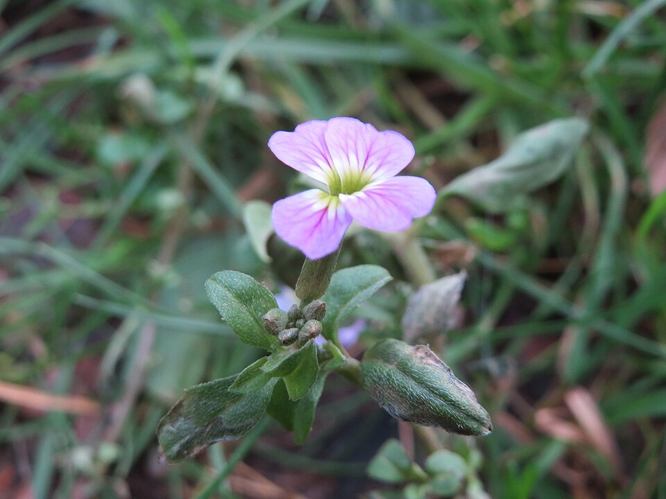 Aegean Wallflower photo 8