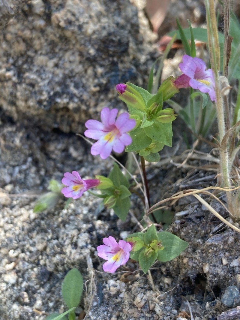 Kings River Monkeyflower