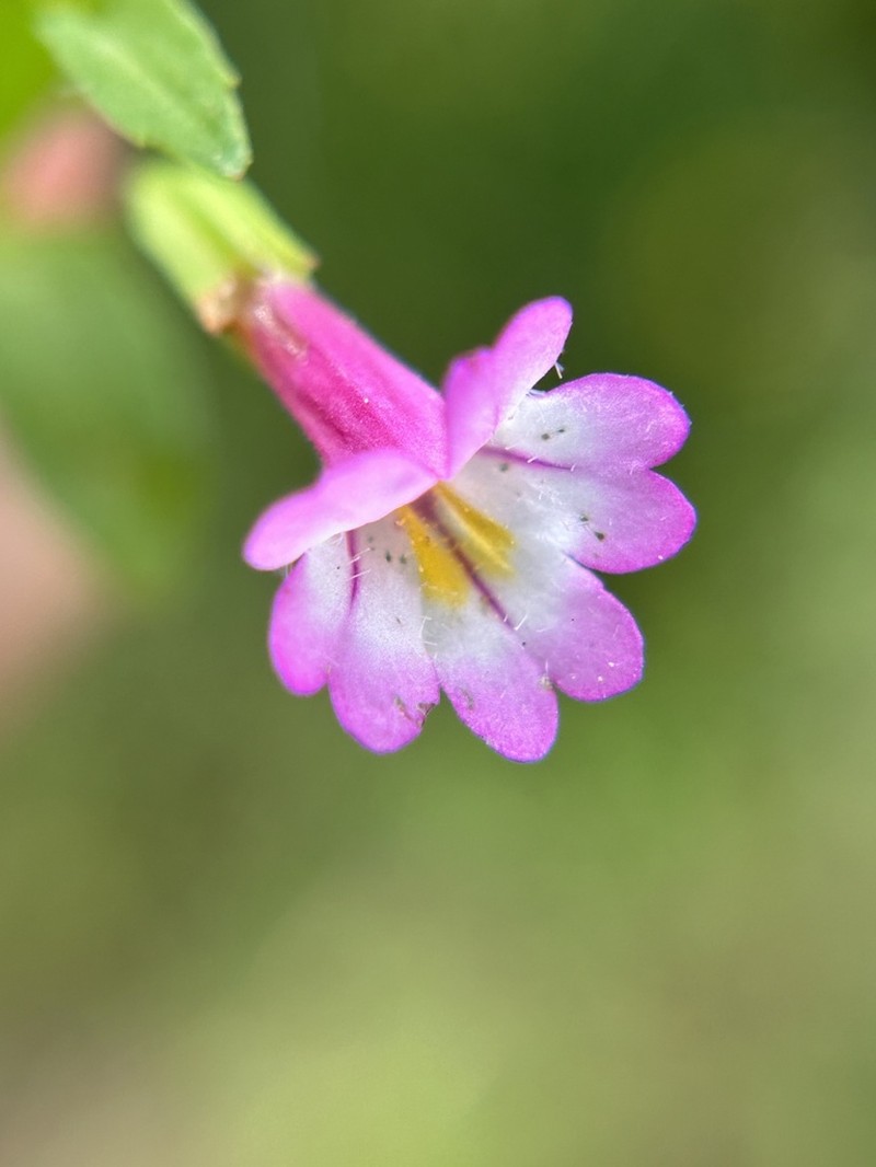 Kings River Monkeyflower photo 2