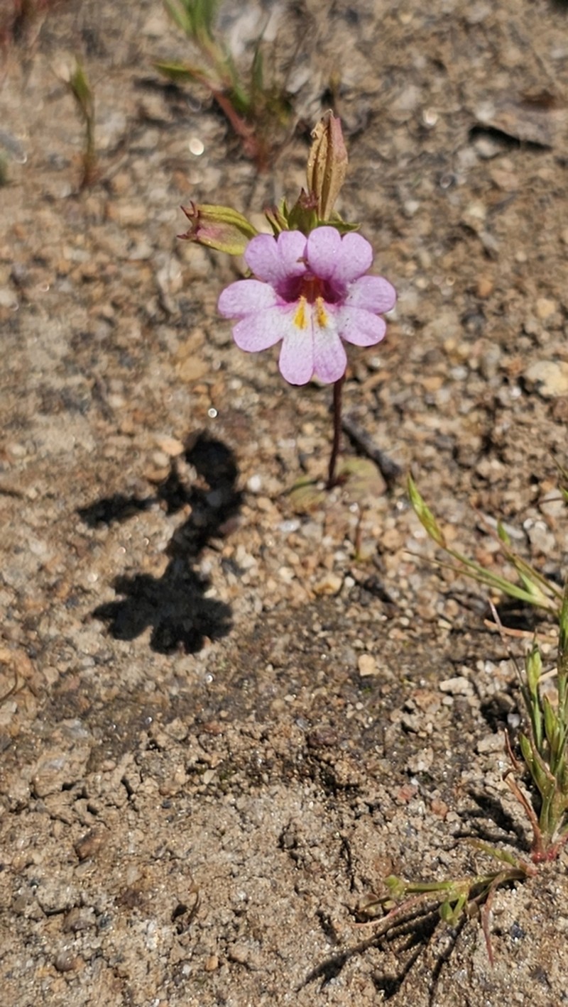 Kings River Monkeyflower photo 3