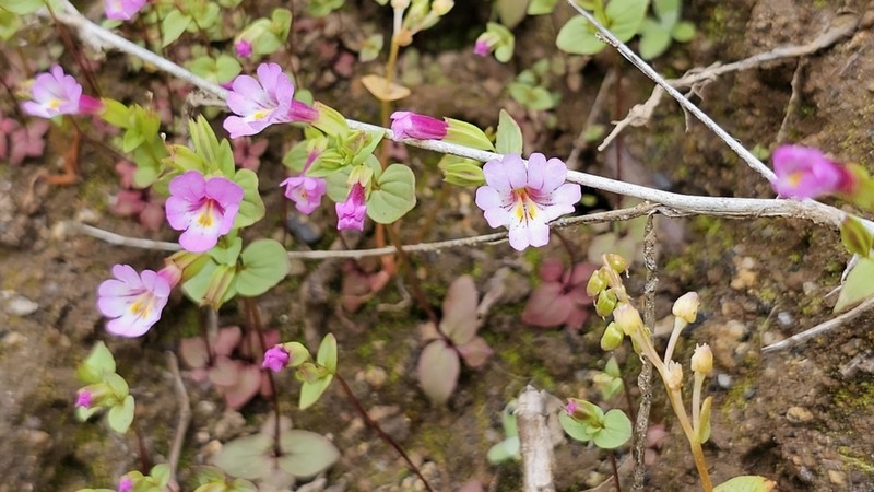Kings River Monkeyflower photo 4