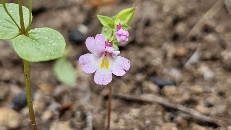 Kings River Monkeyflower photo 5