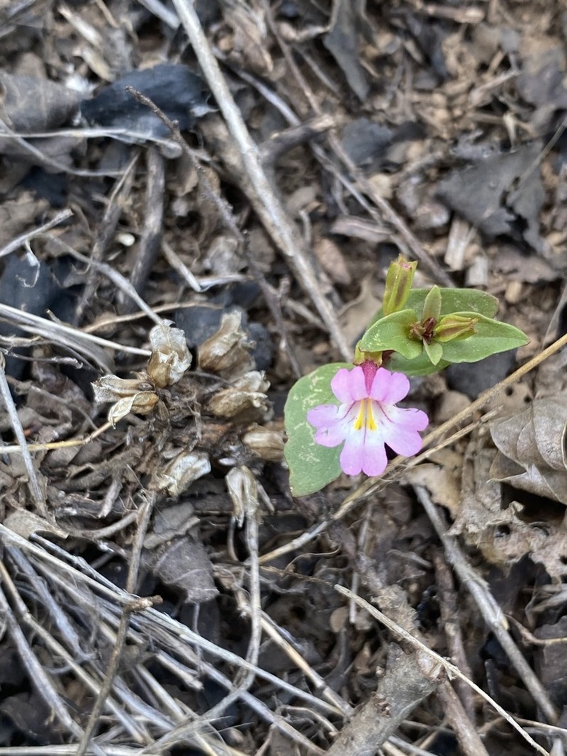 Kings River Monkeyflower photo 6