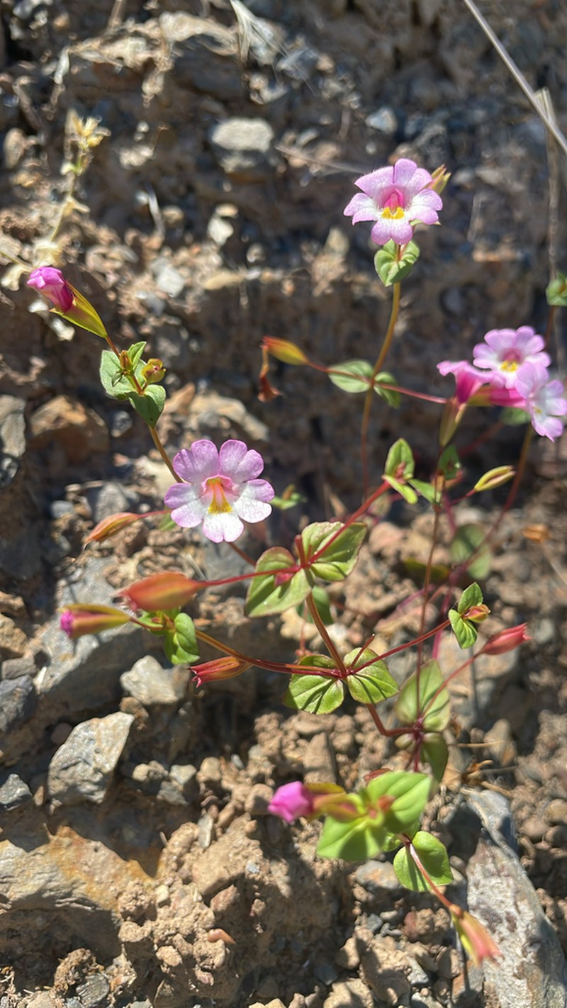 Kings River Monkeyflower photo 7