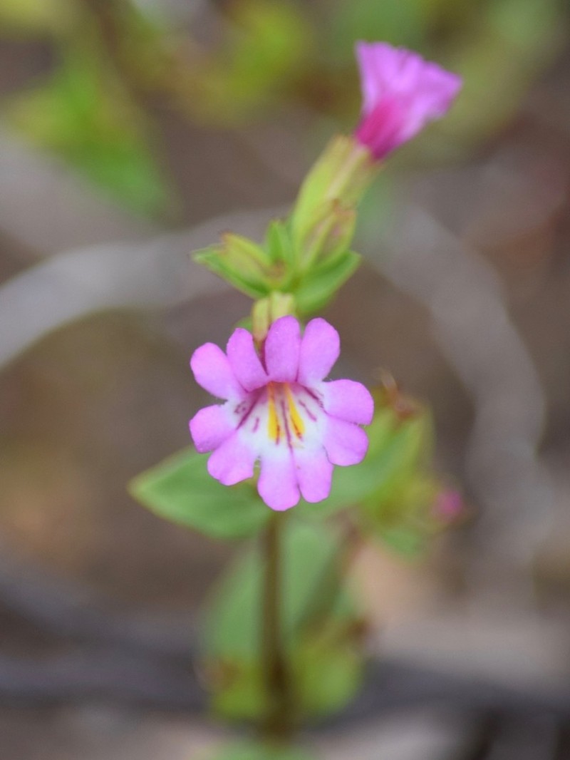 Kings River Monkeyflower photo 8