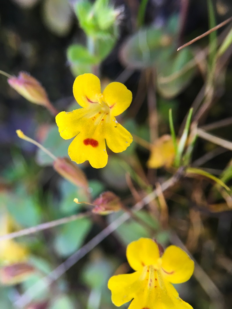 Wingstem Monkeyflower