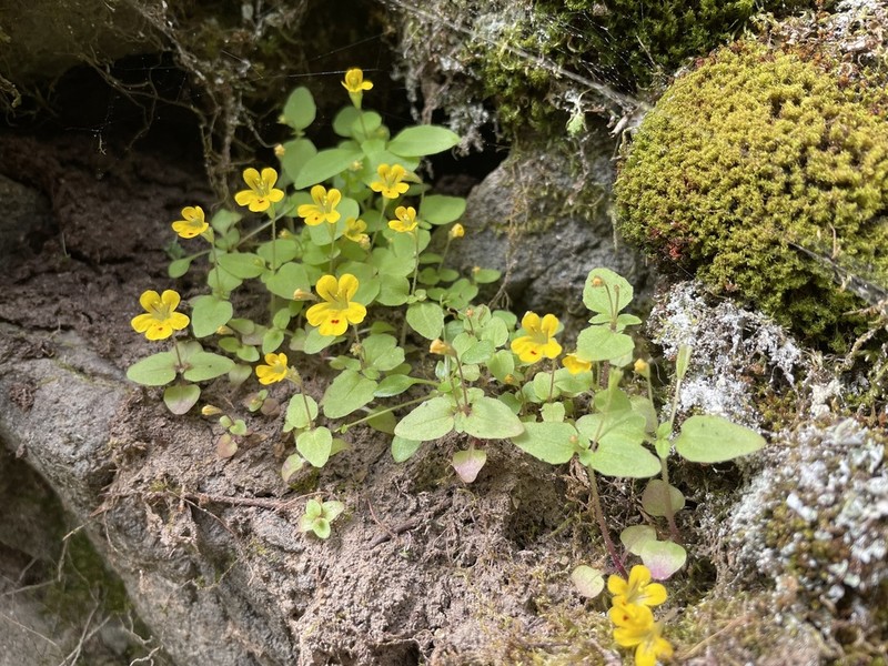 Wingstem Monkeyflower photo 2