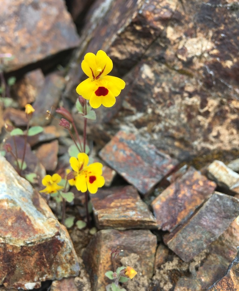 Wingstem Monkeyflower photo 3