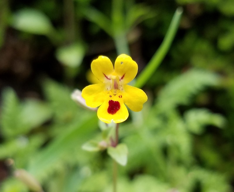 Wingstem Monkeyflower photo 4