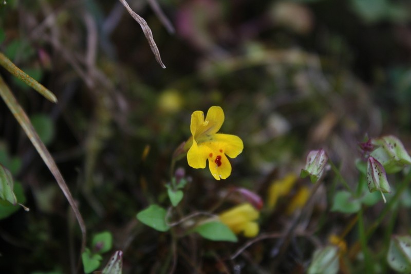 Wingstem Monkeyflower photo 5