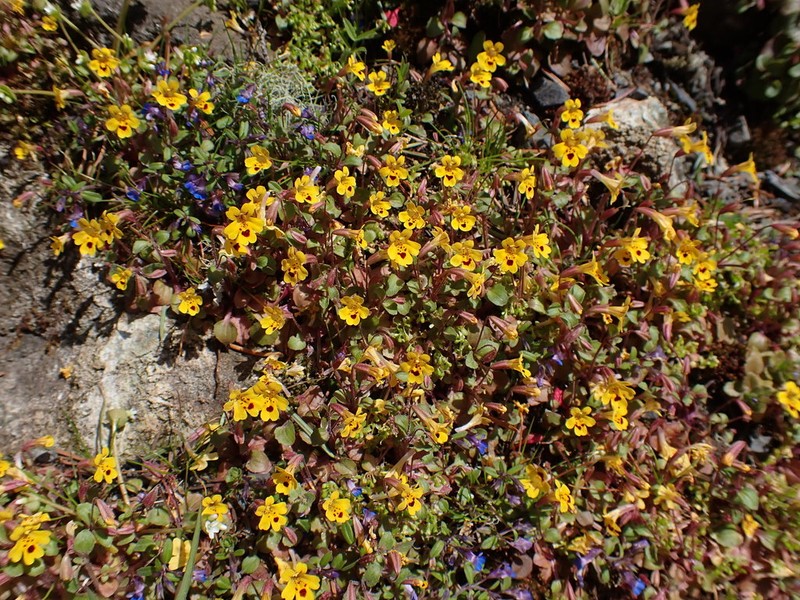 Wingstem Monkeyflower photo 6