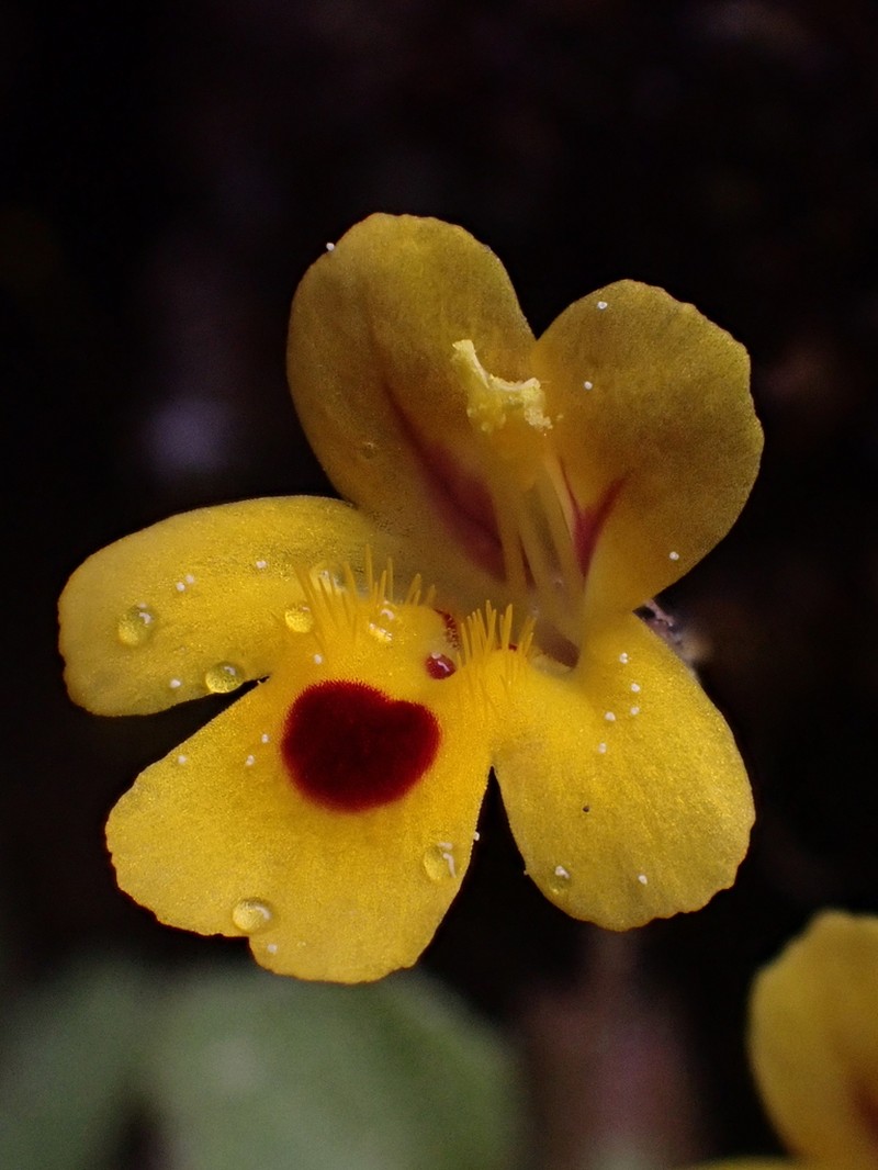 Wingstem Monkeyflower photo 7