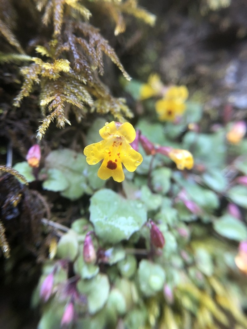 Wingstem Monkeyflower photo 8