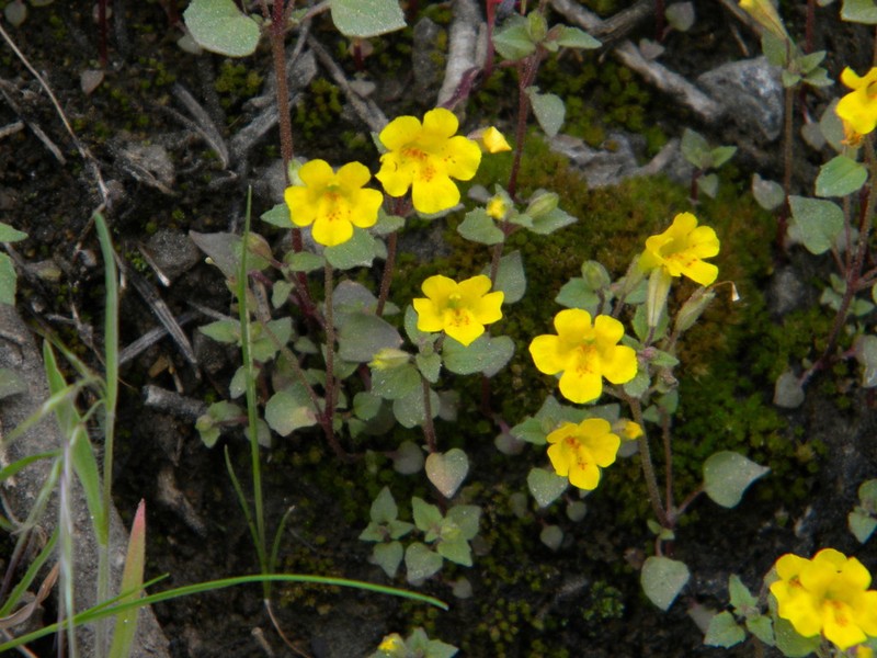 Erythranthe ampliata