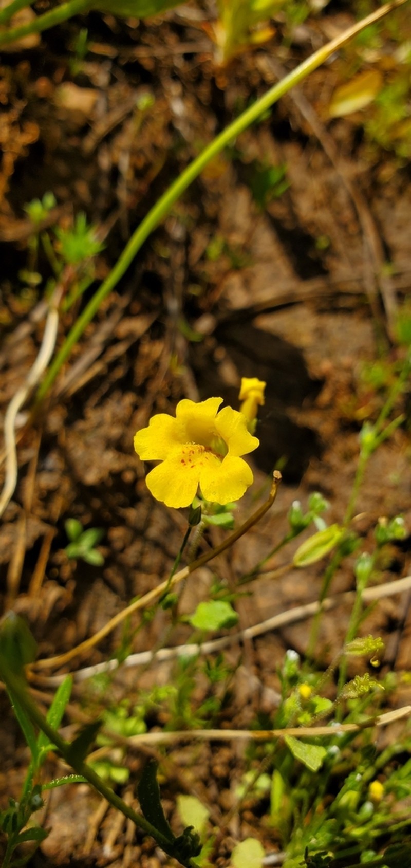 Erythranthe ampliata photo 2