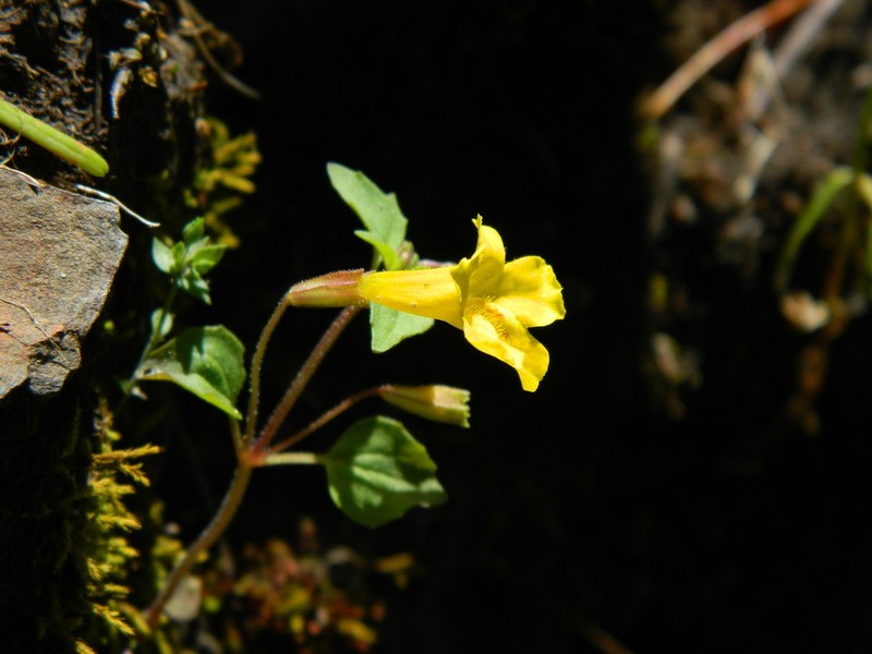 Erythranthe ampliata photo 3