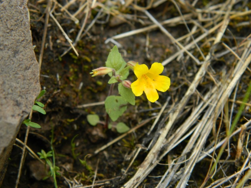 Erythranthe ampliata photo 4