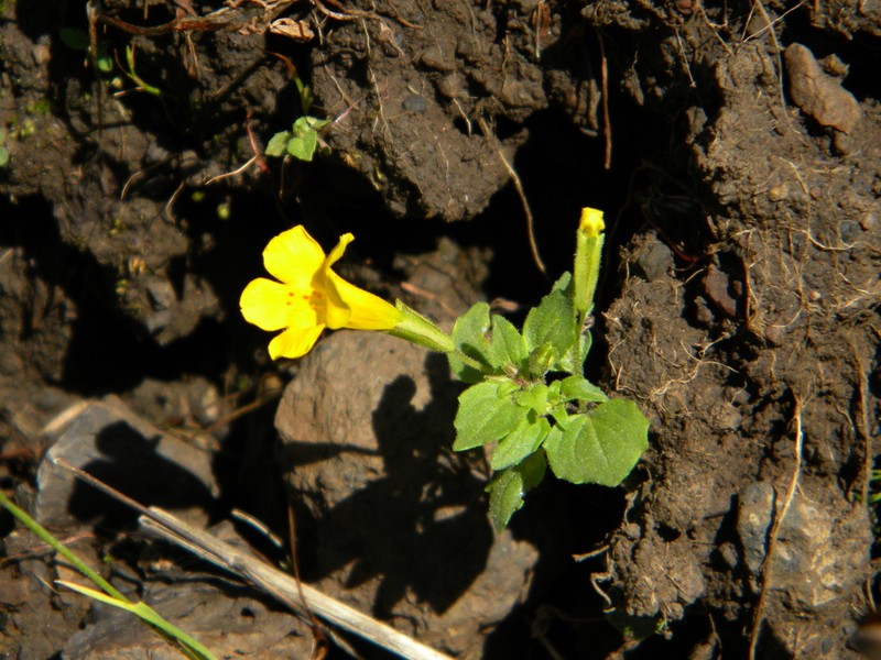 Erythranthe ampliata photo 5