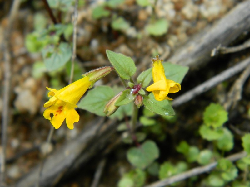 Erythranthe ampliata photo 6