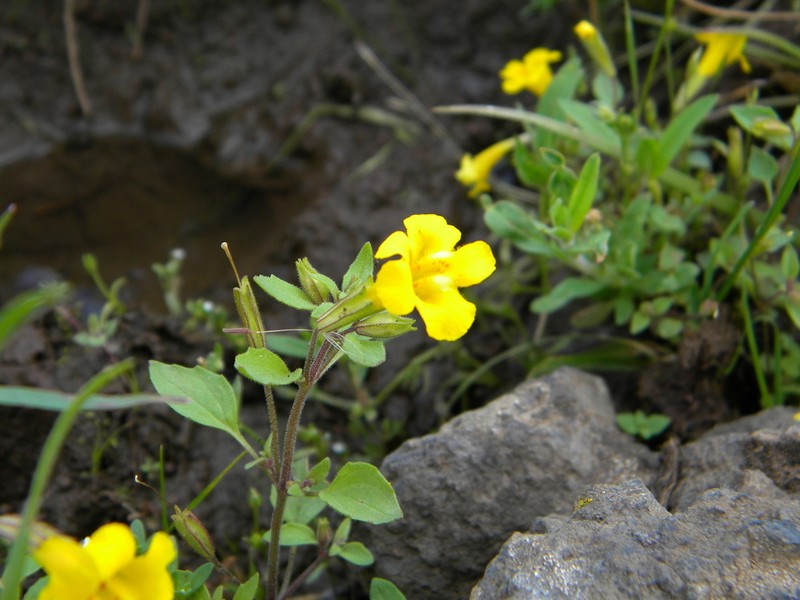 Erythranthe ampliata photo 7