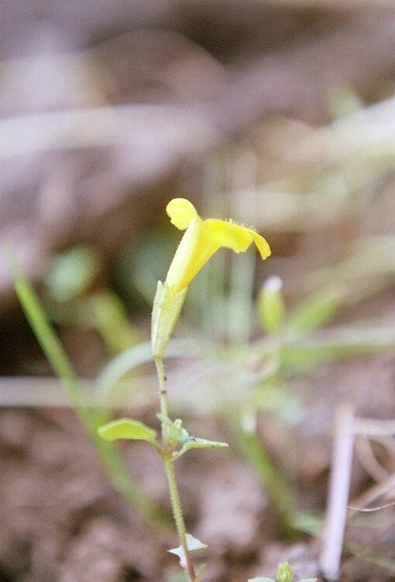 Erythranthe ampliata photo 8