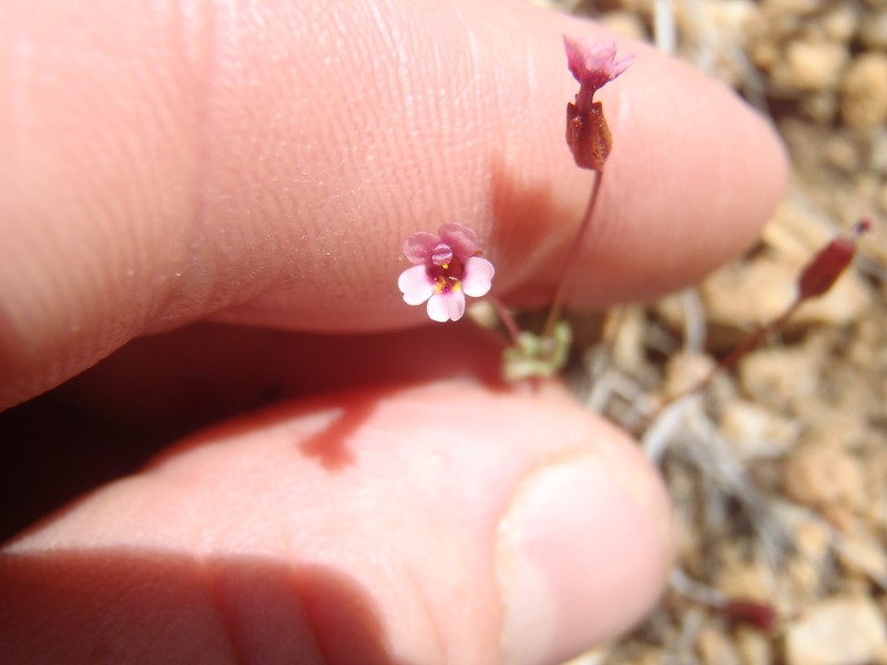Rockjasmine Monkeyflower