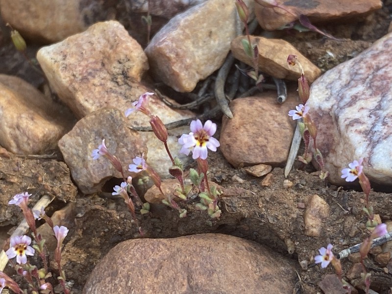 Rockjasmine Monkeyflower photo 3