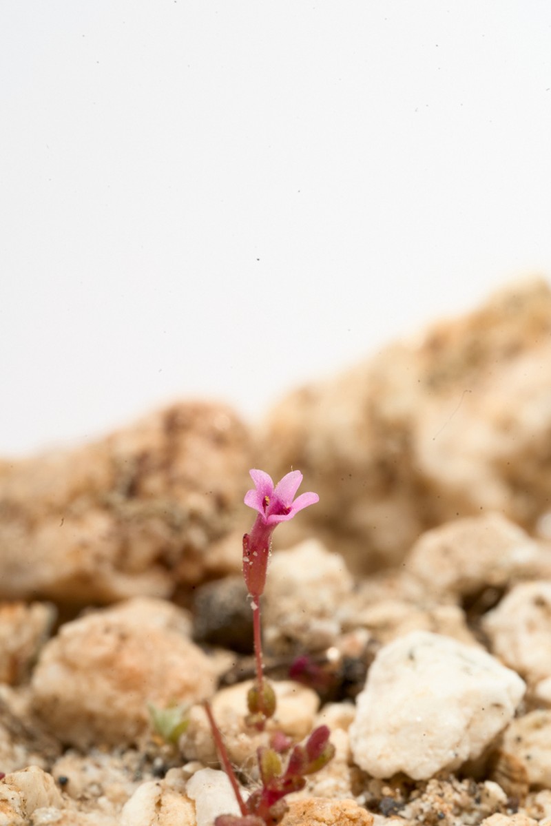 Rockjasmine Monkeyflower photo 4