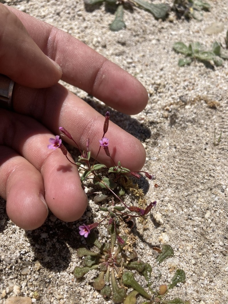 Rockjasmine Monkeyflower photo 5