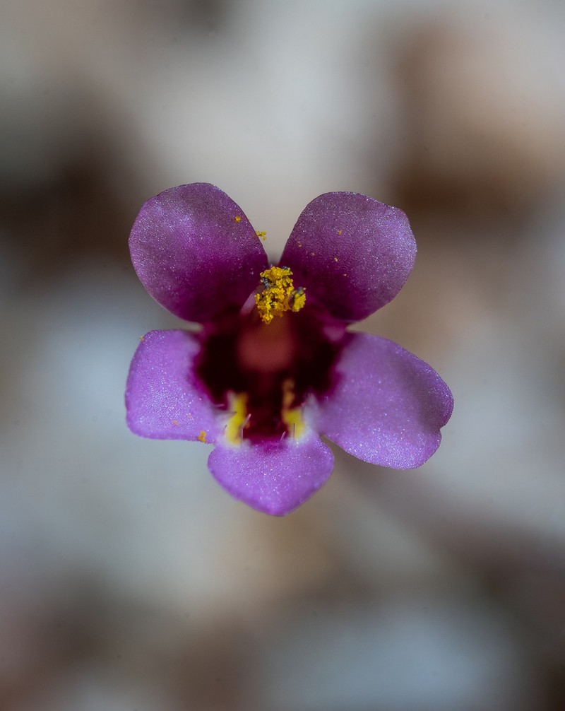 Rockjasmine Monkeyflower photo 6