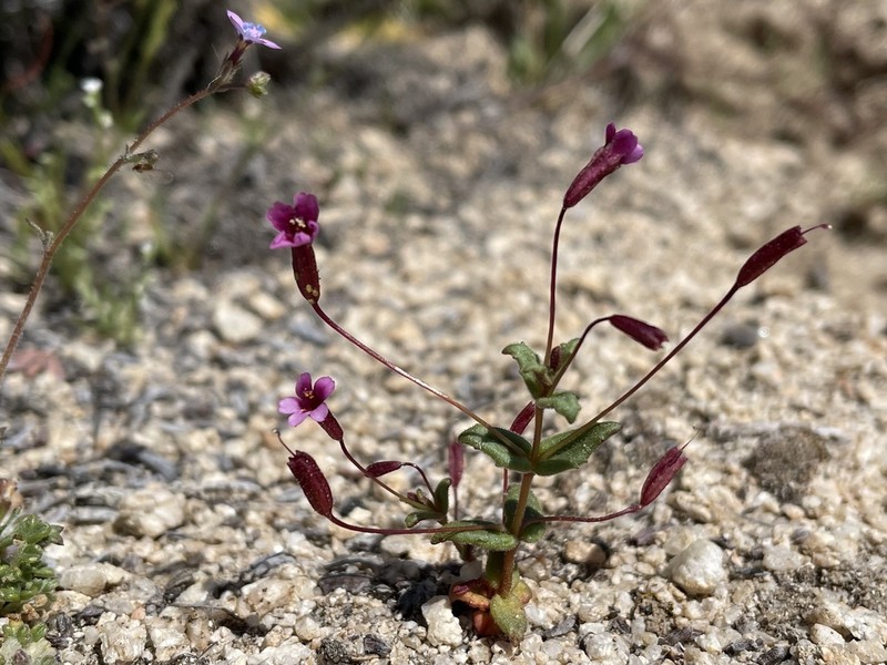Rockjasmine Monkeyflower photo 7