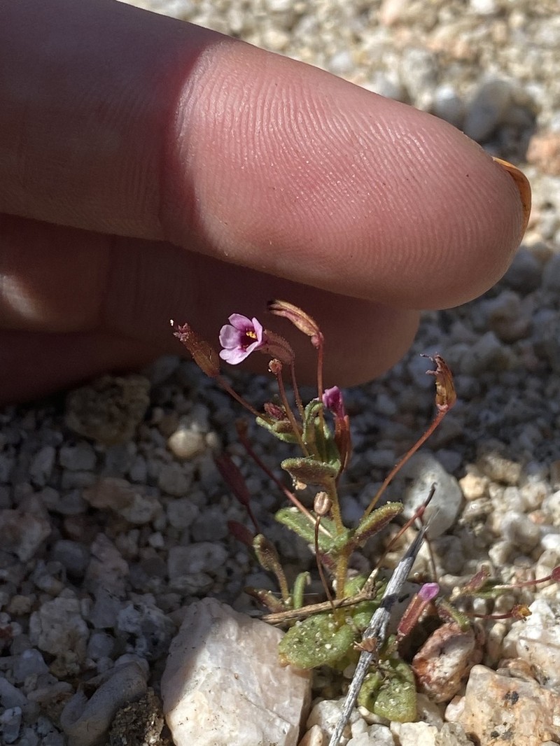 Rockjasmine Monkeyflower photo 8