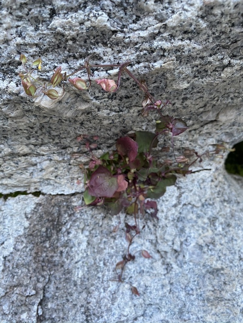 Erythranthe angulosa