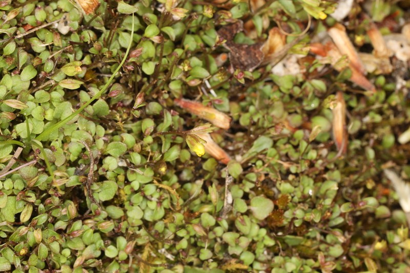 Erythranthe angulosa photo 2