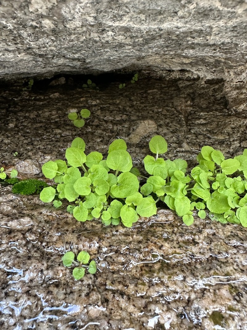 Erythranthe angulosa photo 3