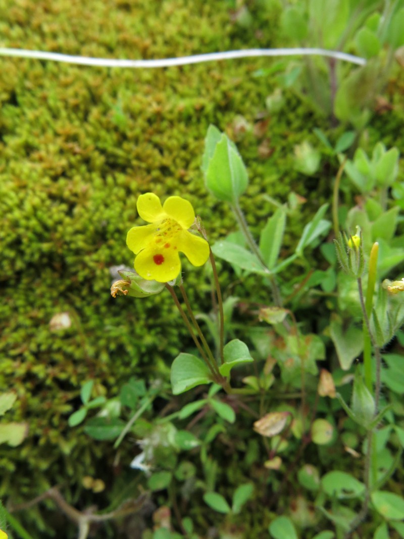 Erythranthe angulosa photo 4