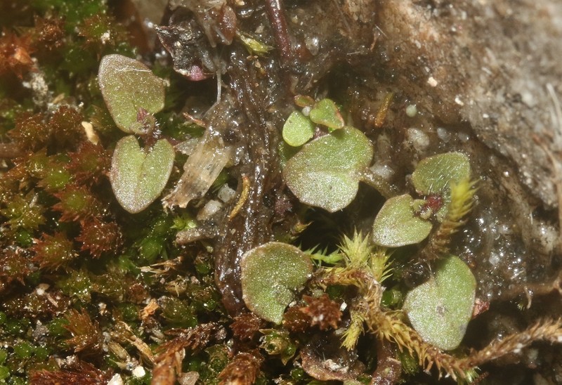 Erythranthe angulosa photo 5