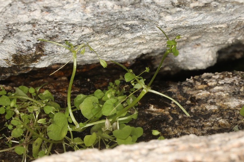 Erythranthe angulosa photo 6