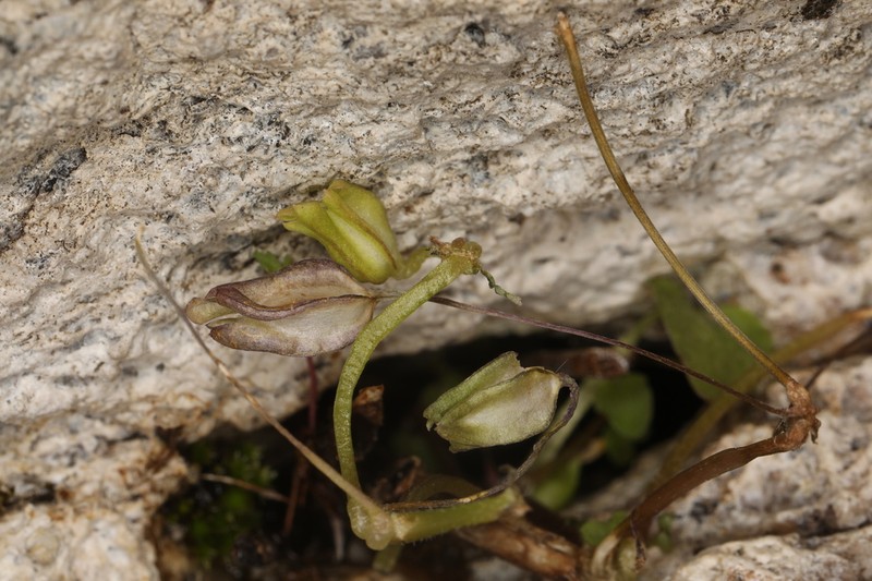Erythranthe angulosa photo 7