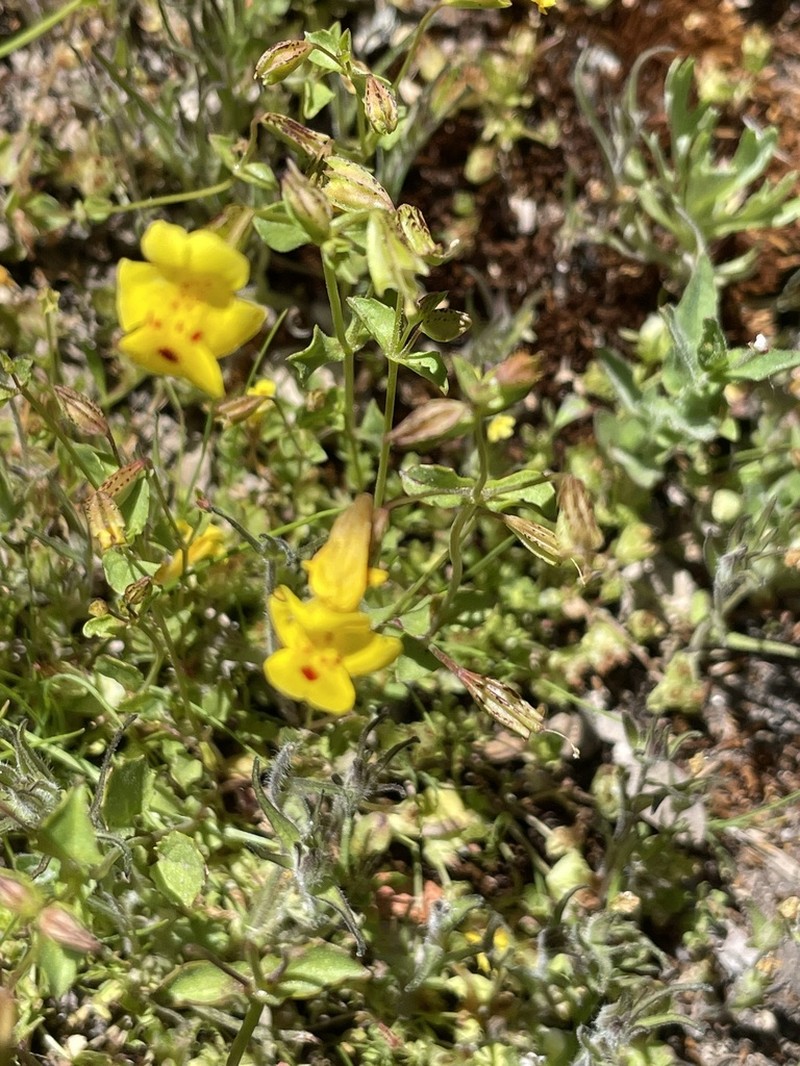 Erythranthe angulosa photo 8